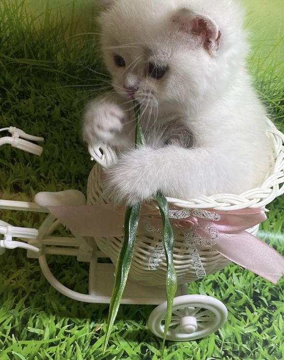 Малютки шиншиллы