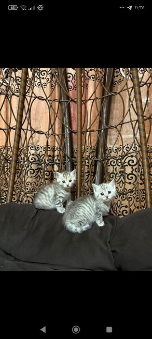 Котята шотландские девочки и мальчики