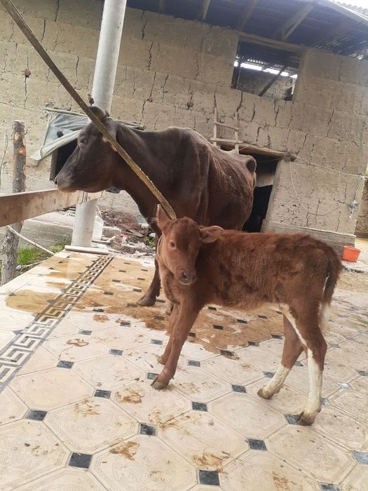 Ona bola sigir shvet qizil 2ta ona bola sigir