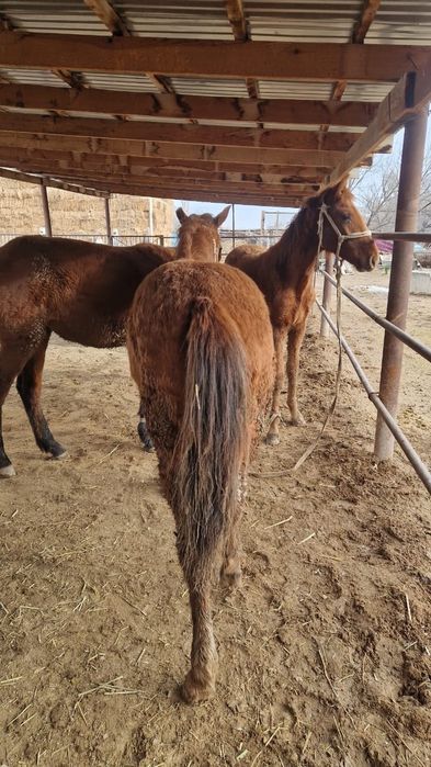 Ірі ұрғашы тайлар