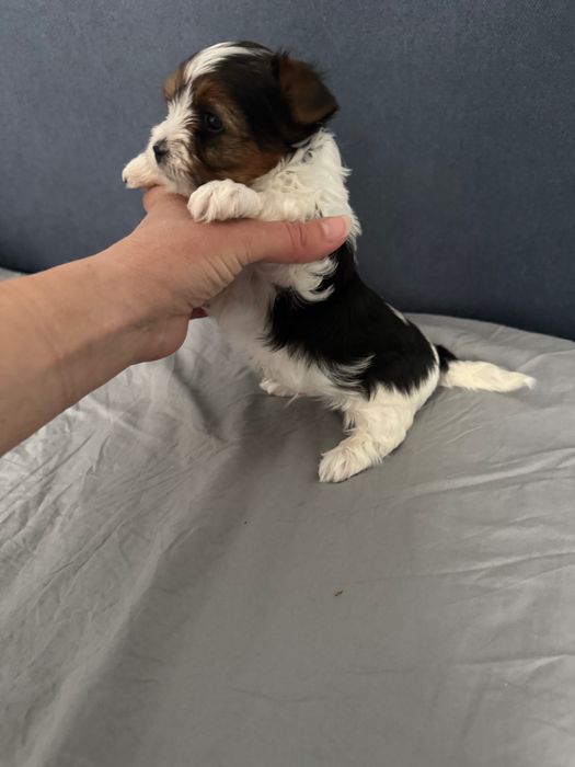 Бивер йоркширски териер