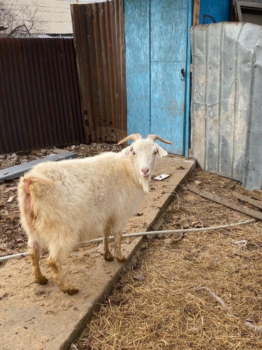 Ещкі , теке және лактар