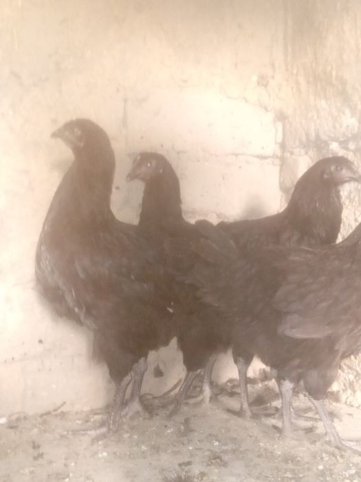 Gigant qora shaĝzoda