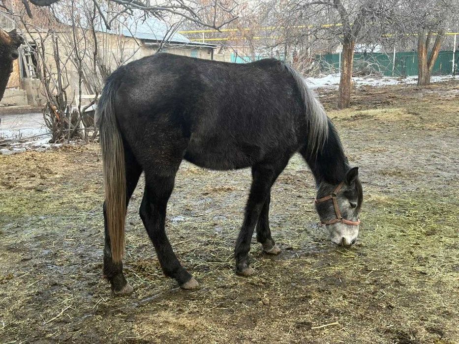 Продам дойную кобылу