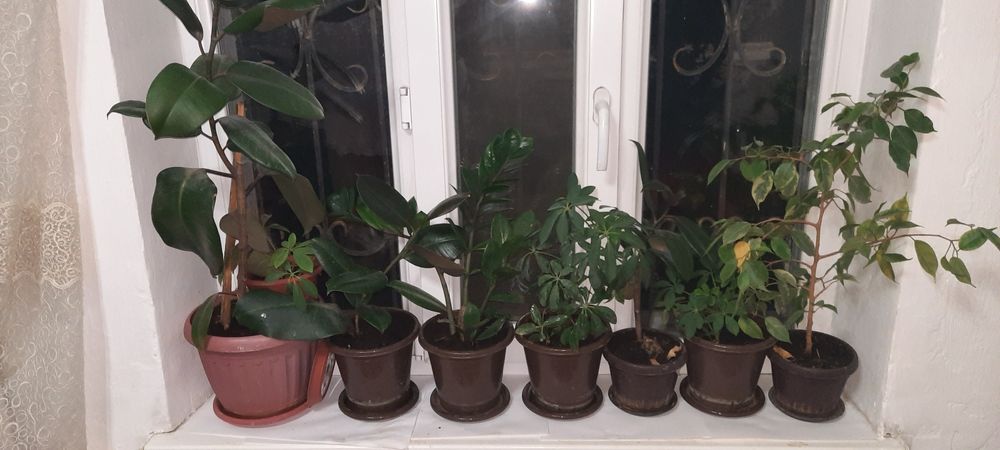 Үй гүлдері сатылады