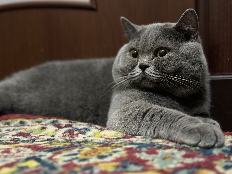 Вязка кота британской породы!