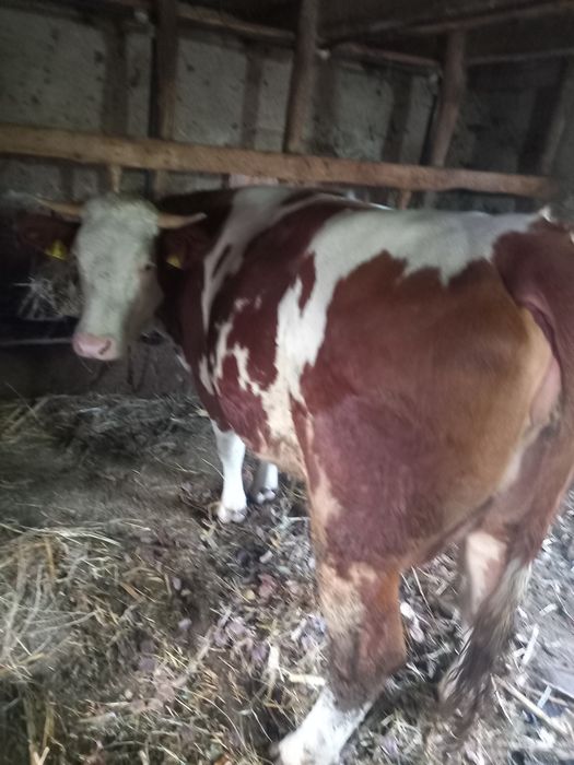 Vand vaca tanara gestanta în noua luni.