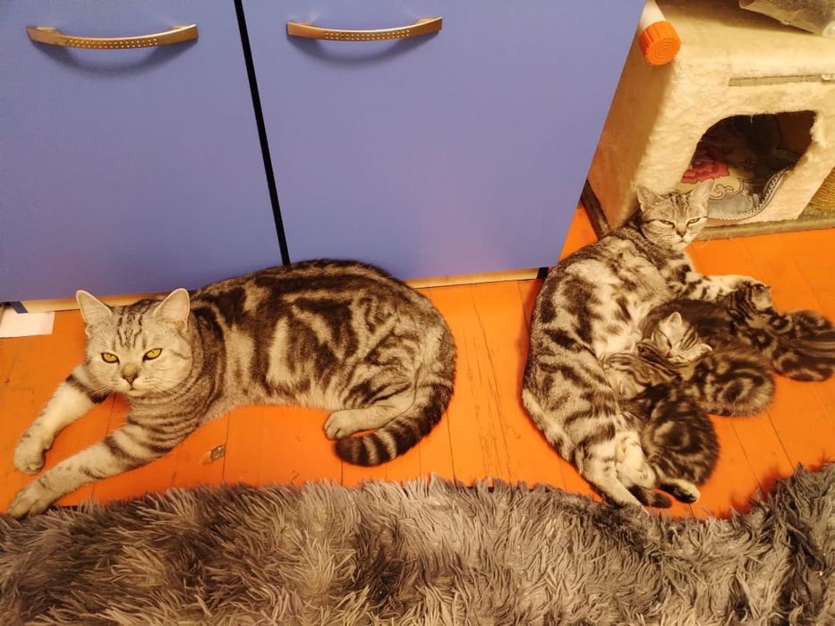 Животные кошки,породистые