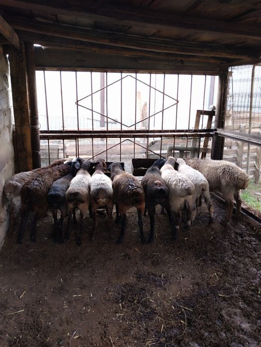 Бараны на откорме