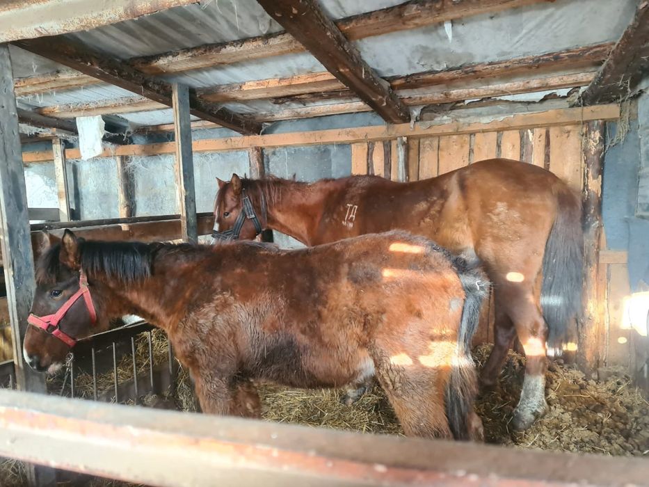 Кобылы сельхоз животные