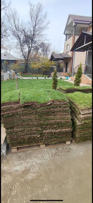 Стелим газон с нуля