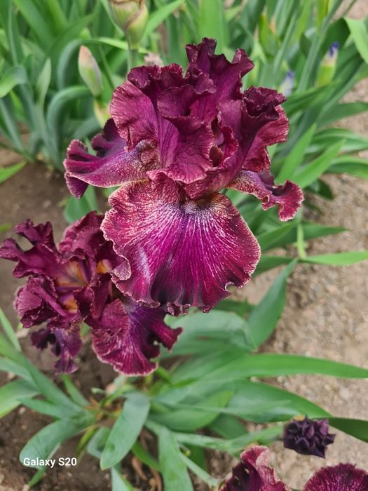 Продаются Сортовые Ирисы