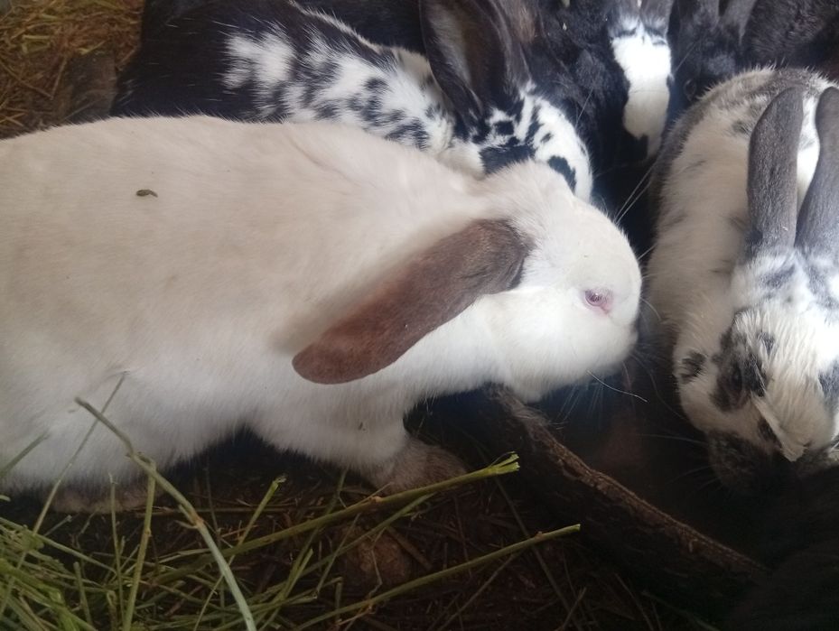 Продам крольчат разные