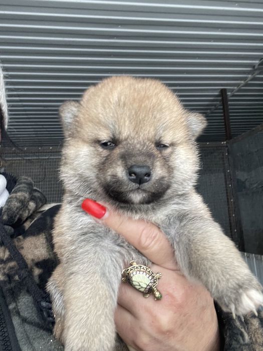 Щенки сиба ину,японские