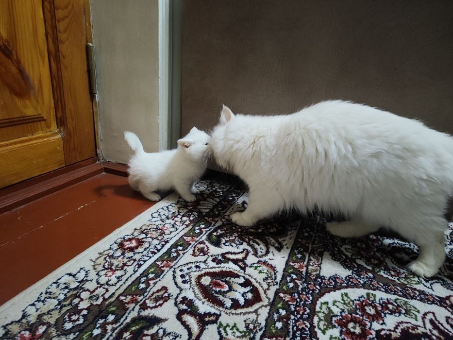 Zotdor mushuk bolalari 2oylik. Soğlom. Ipak tolali, Harakatchan,quvnoq