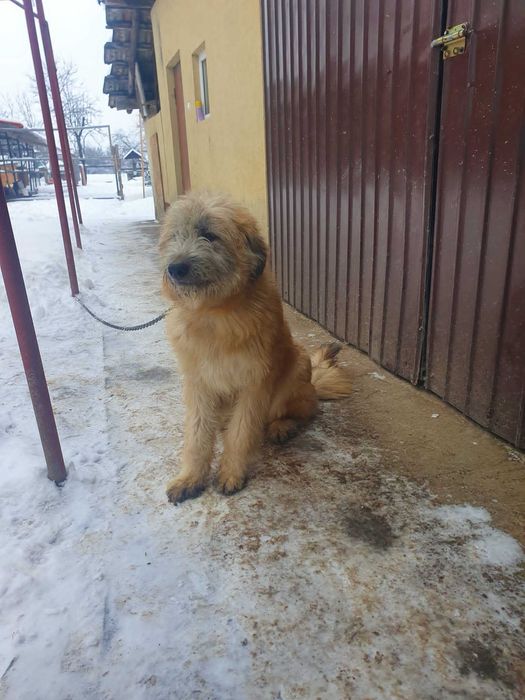 Donez cățel sterilizat