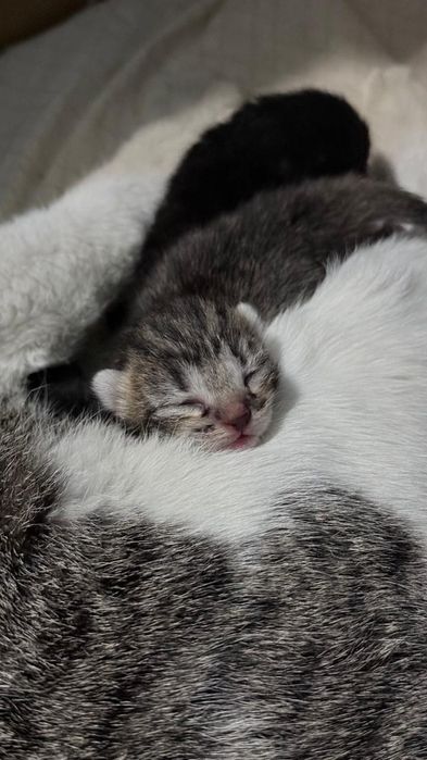 Бронь на двух котят