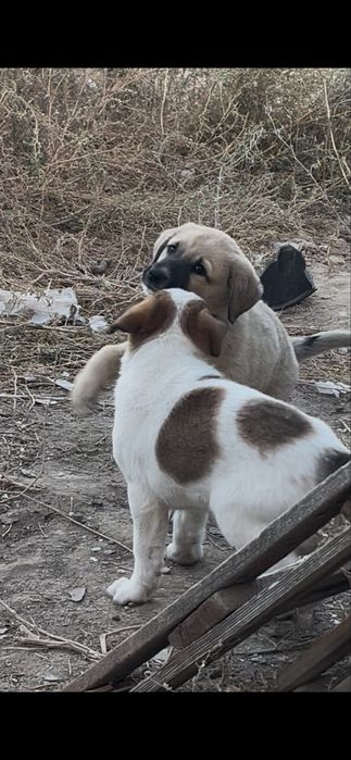 Щенки Девочки ищут дом