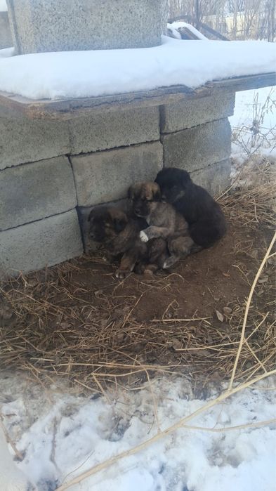 Щенки Лабрадор-ретривера