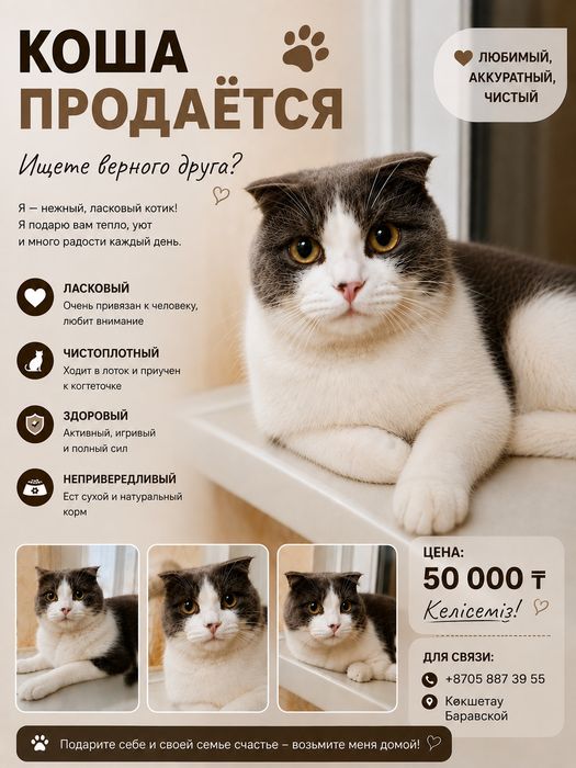 Кошка Продается Срочно 4⁵месец
