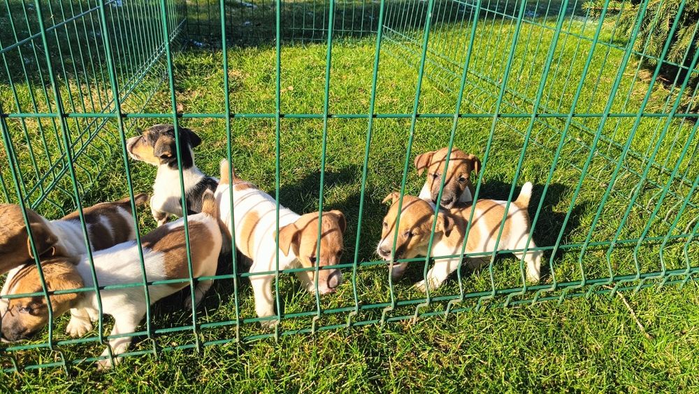 Джак ръсел териер