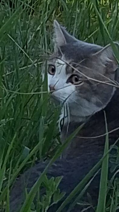 Отдам хорошие руки кота