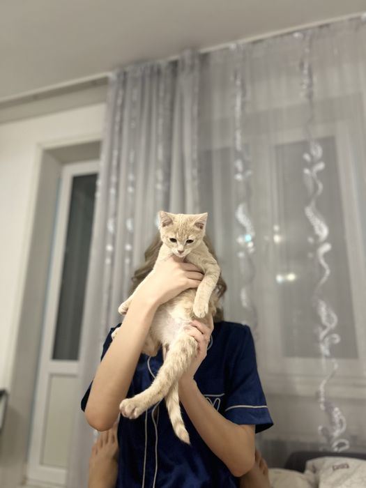 Отдадим котенка в добрые руки