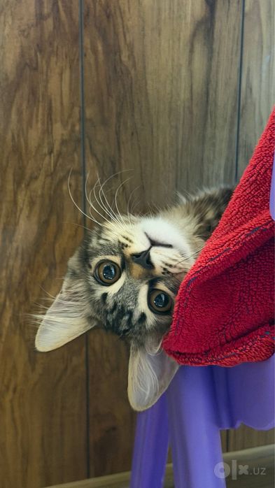 Кошка и котенок ищут новый дом!