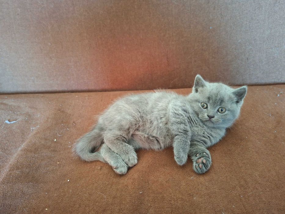 Шотландски клепоухи котета
