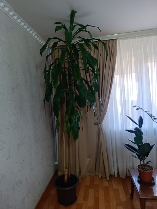 Драцена душистая