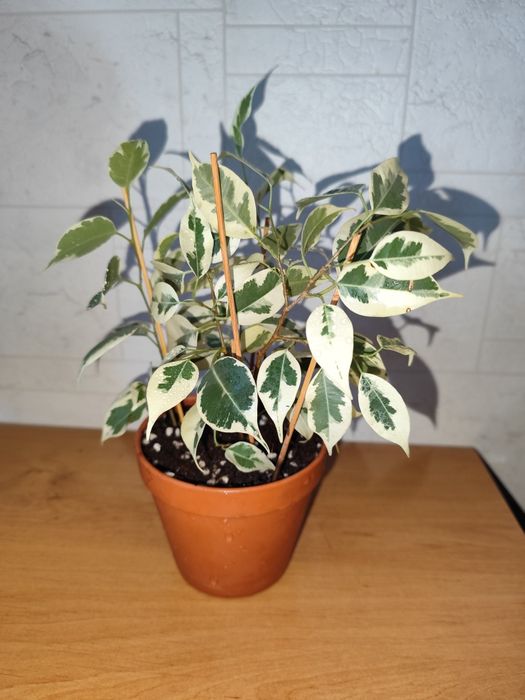 Фикусы Бенджамина