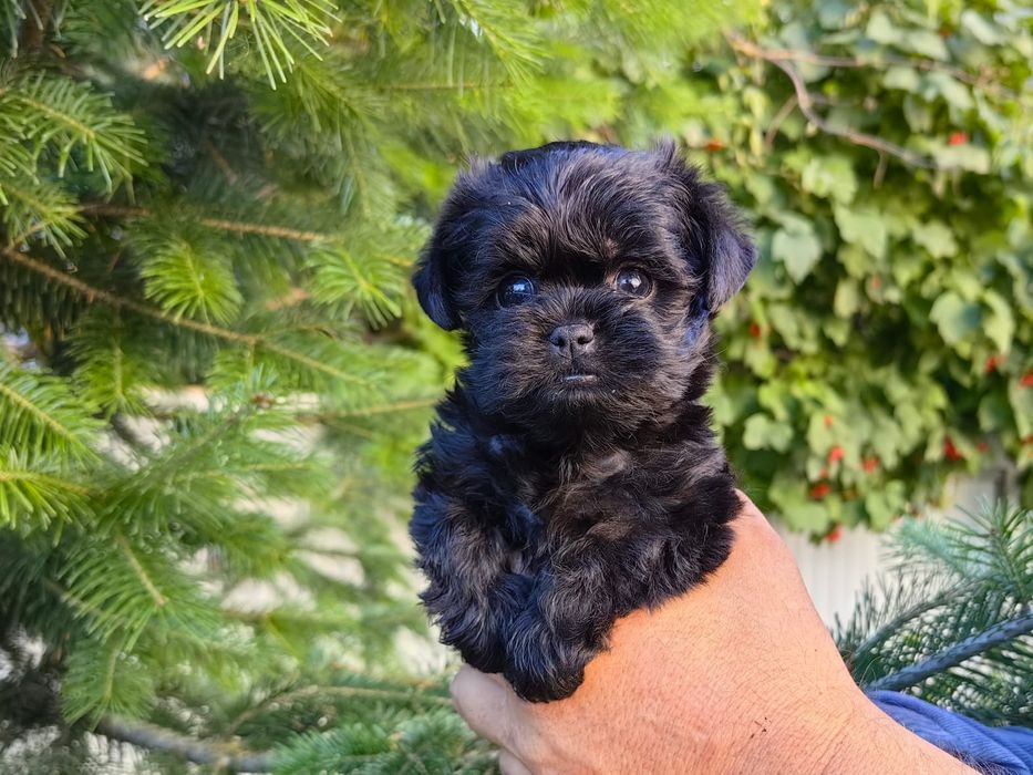 Щенки аффенпинчера