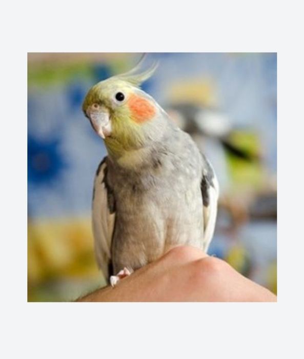 Кореллы нимфы птенцы