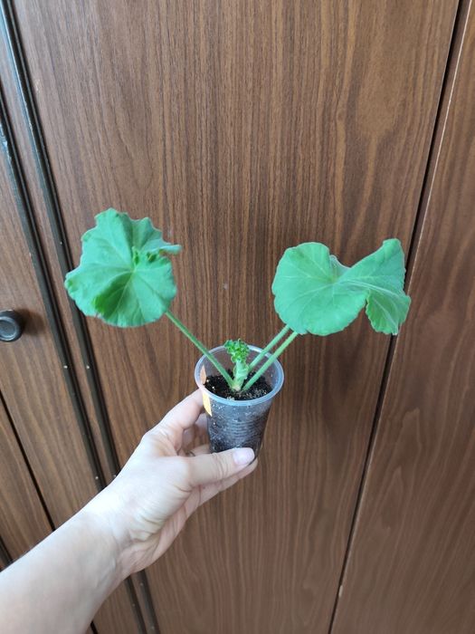 Продам пеларгонию ТА Франсуаза