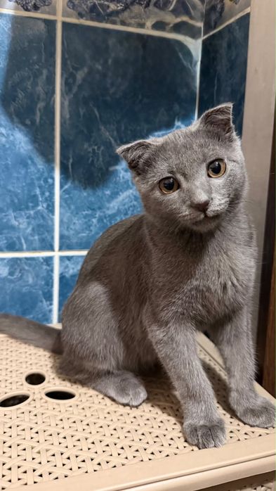 Котенок около 5 месяцев