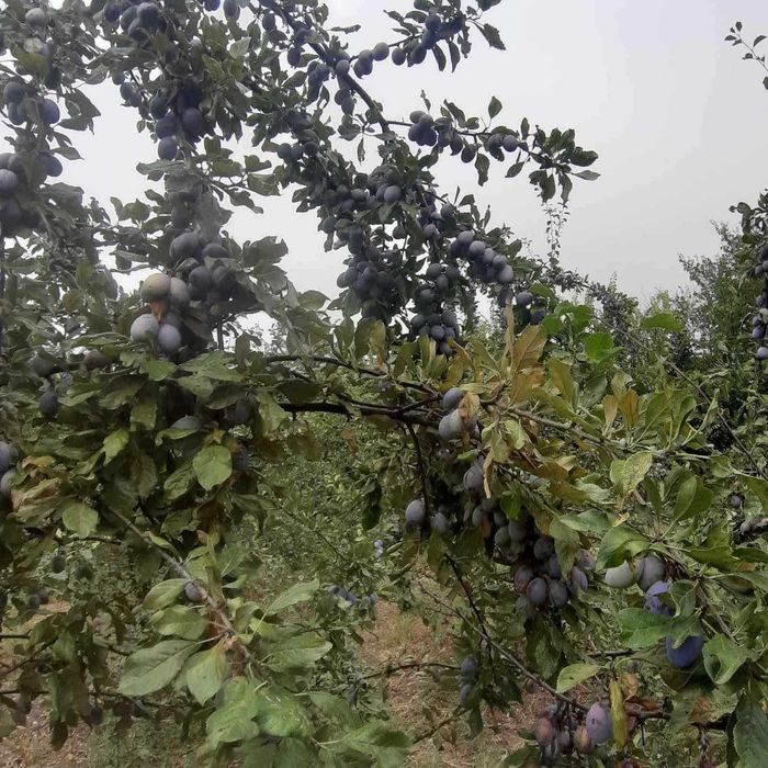 Продава се Къща в с. Бодрово, Област Хасково - 90 кв.м за 255 €/кв.м - Снимка #1