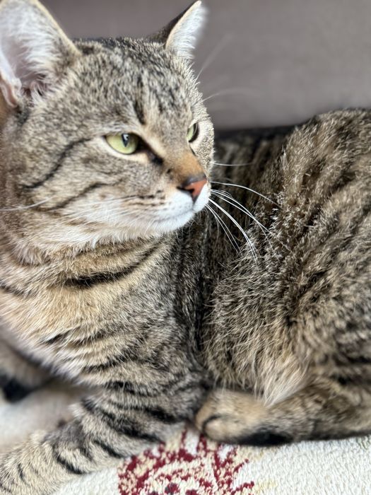 Найден упитанный кот