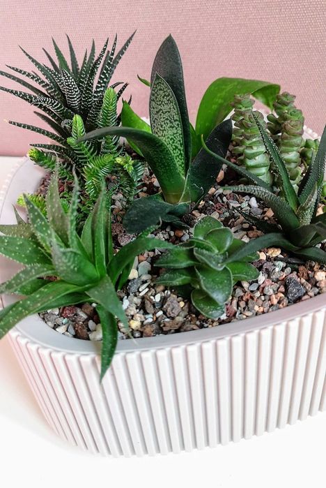 Композиции из суккулентов