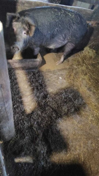 Животные сельхозяйственные