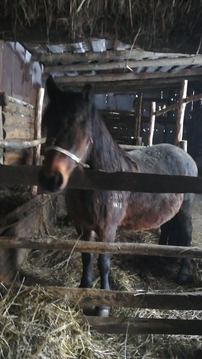 Бие сатылады, 3 ай семipтуде тур