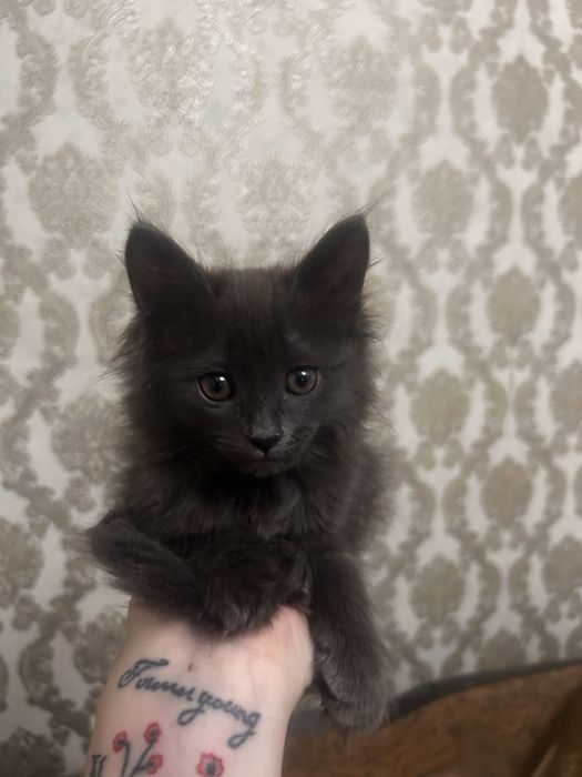 котенок девочкаа