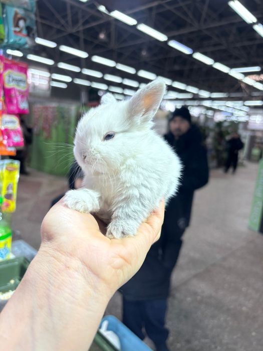 Кролики декоративные