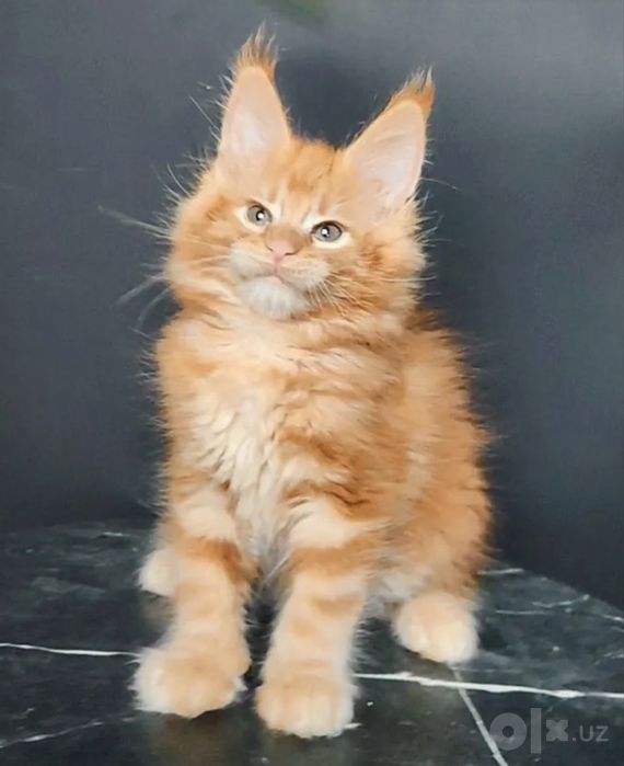 Мейн кун котята!