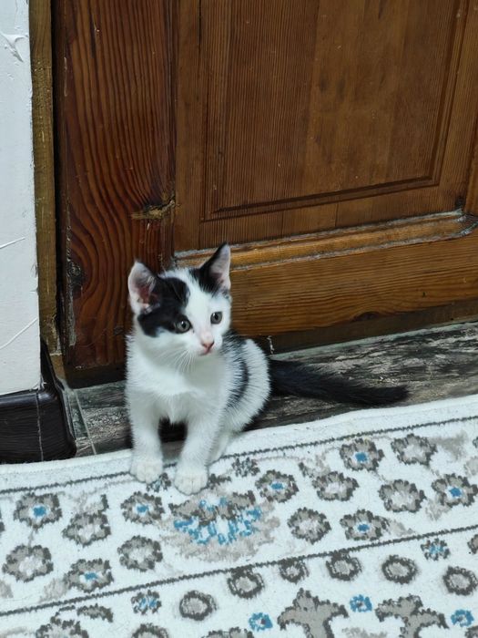 Котëнок в добрые руки