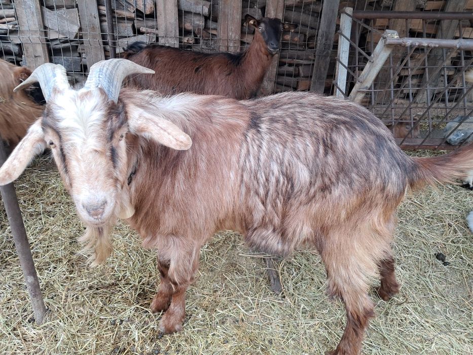 Țap tânăr de vanzare