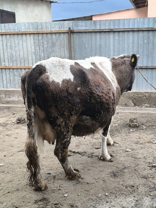 Продается стельная корова