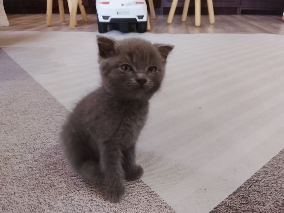 Отдам котят шотландских
