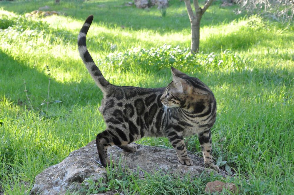 Бенгалски котарак