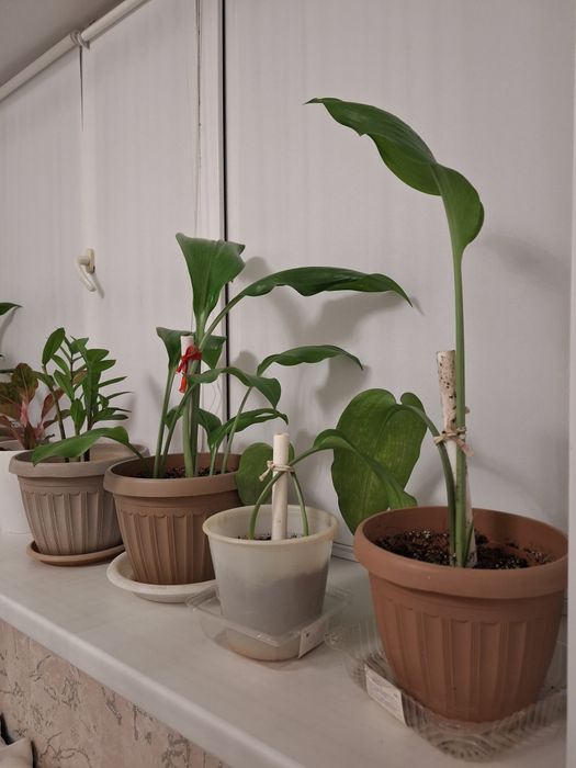 Цветы от 5000 тенге