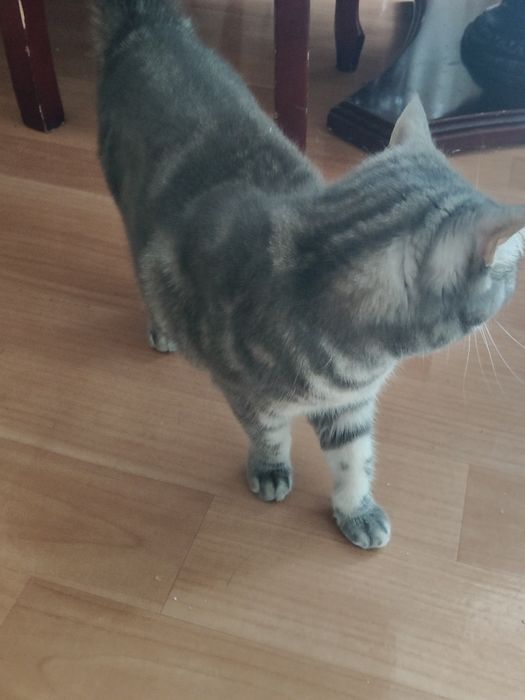 Продам.   Британку..